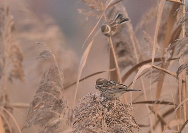 Migliarino di palude  - Luigi Gennari