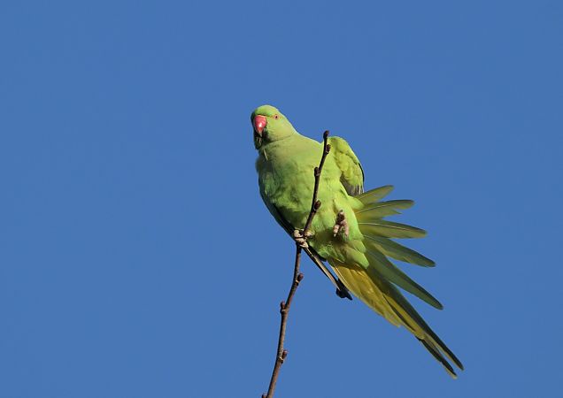 Parrocchetto dal collare  - Luigi Gennari