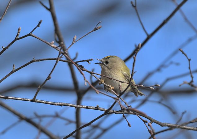 Regolo  - Luigi Gennari