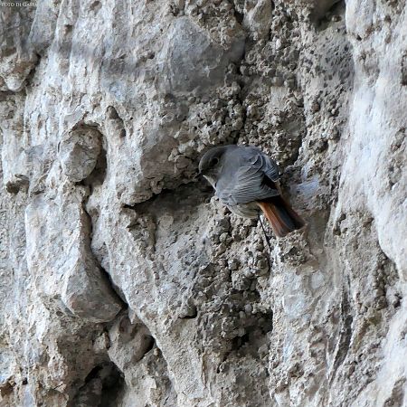 Codirosso spazzacamino  - Gaspare Adinolfi