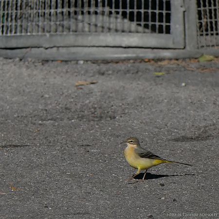 Ballerina gialla  - Gaspare Adinolfi