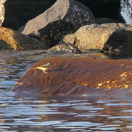 Ballerina gialla  - Gaspare Adinolfi