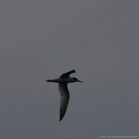 Beccapesci  - Gaspare Adinolfi