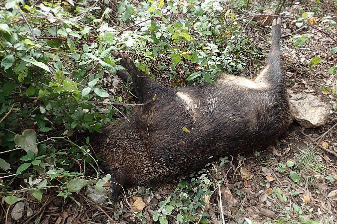 Cinghiale  - Gaspare Adinolfi