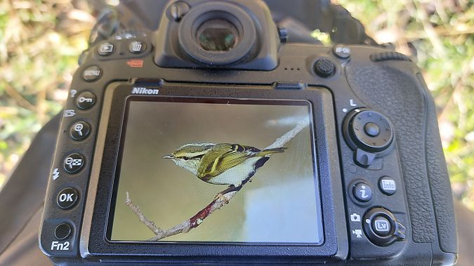 Luì di Pallas  - Alberto Amaretti