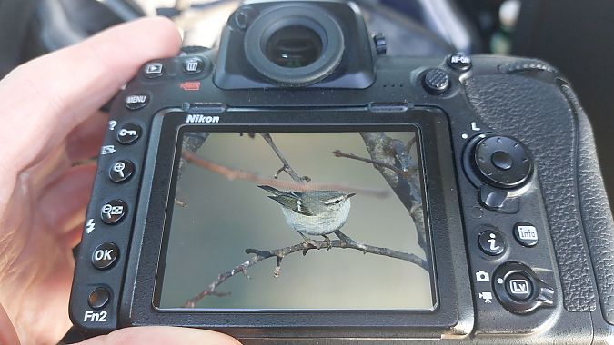 Tienschanlaubsänger  - Alberto Amaretti