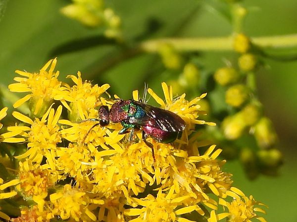 Hedychrum rutilans  - Mirko Tomasi