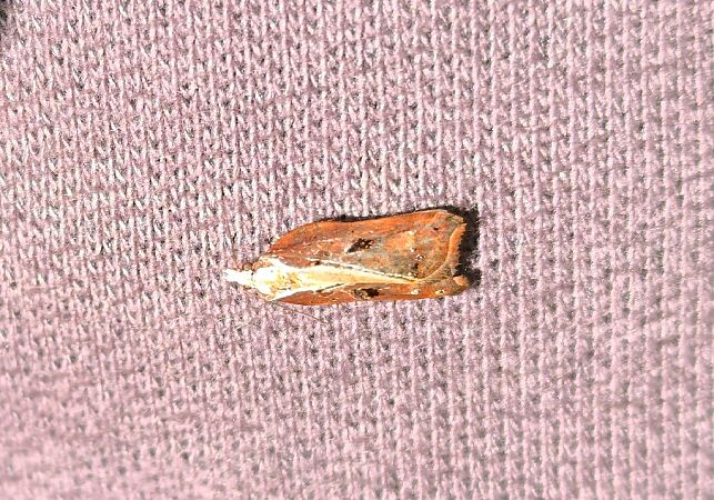Acleris cristana  - Mirko Tomasi