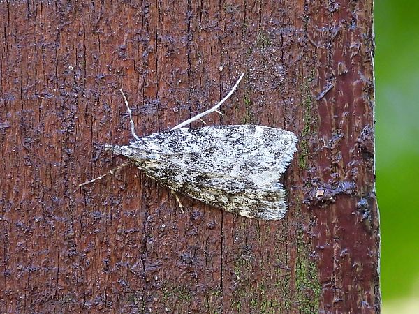 Eudonia murana  - Mirko Tomasi