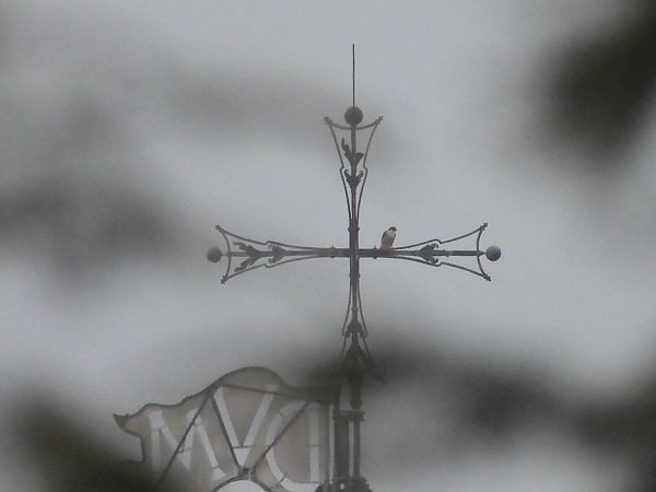 Falco pellegrino  - Mirko Tomasi