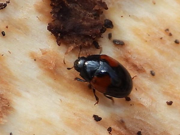 Tritoma bipustulata  - Mirko Tomasi