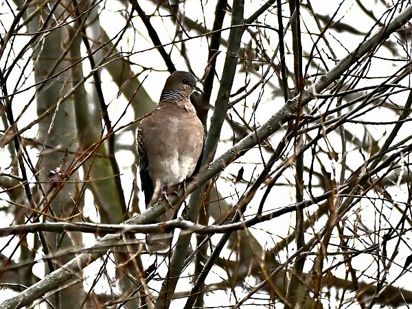 Tortora orientale  - Fabio Piccolo
