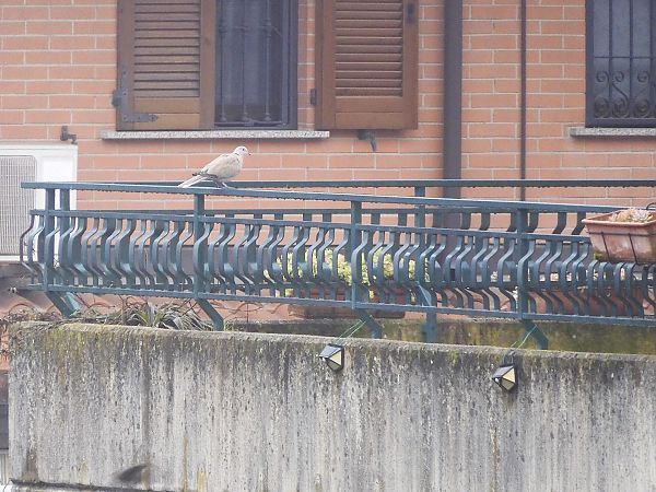 Tortora dal collare  - Maria Rita Gelso