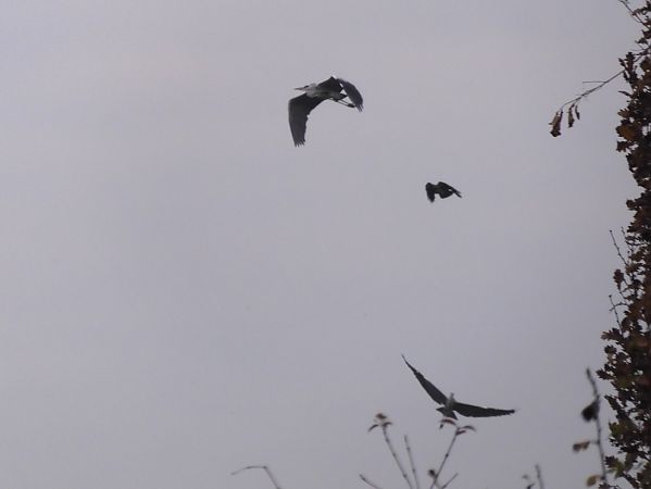 Airone cenerino  - Maria Rita Gelso