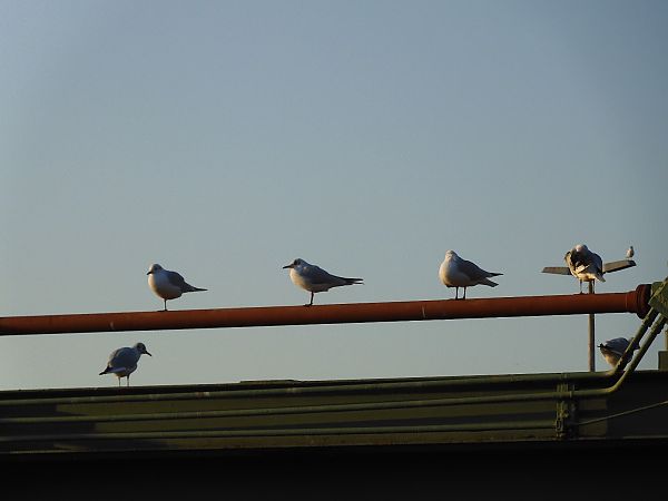 Gabbiano comune  - Maria Rita Gelso