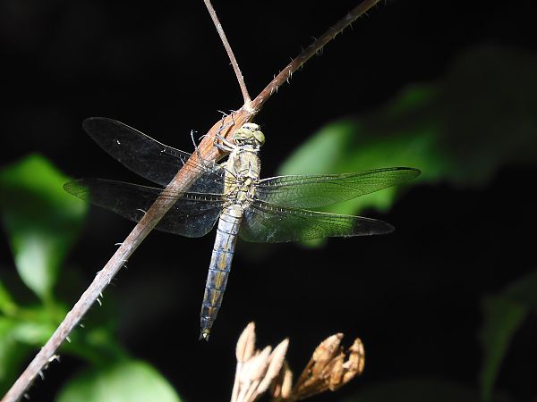Orthetrum cancellatum  - Maria Rita Gelso