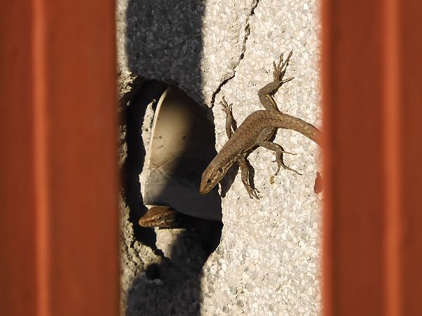 Lucertola muraiola  - Maria Rita Gelso