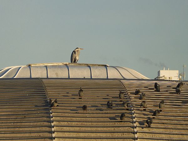 Airone cenerino  - Maria Rita Gelso