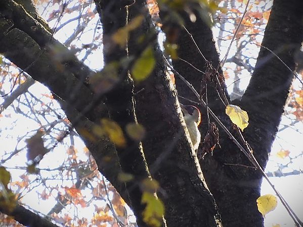 Picchio verde  - Maria Rita Gelso