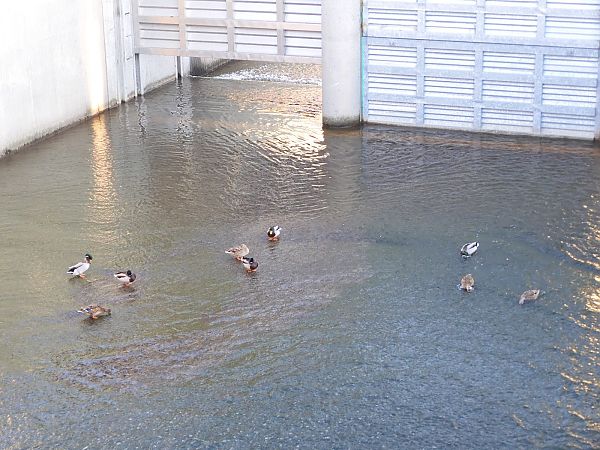 Germano reale  - Maria Rita Gelso