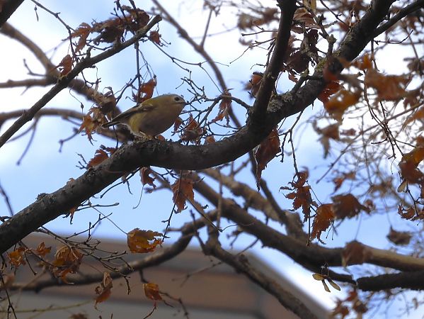 Regolo  - Maria Rita Gelso