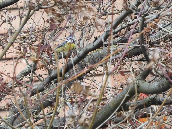 Cinciarella  - Maria Rita Gelso
