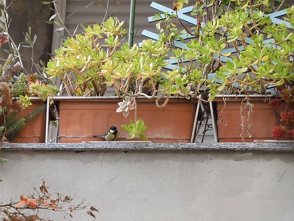 Kohlmeise  - Maria Rita Gelso