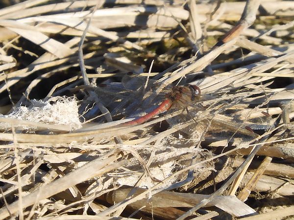 Sympetrum striolatum  - Maria Rita Gelso