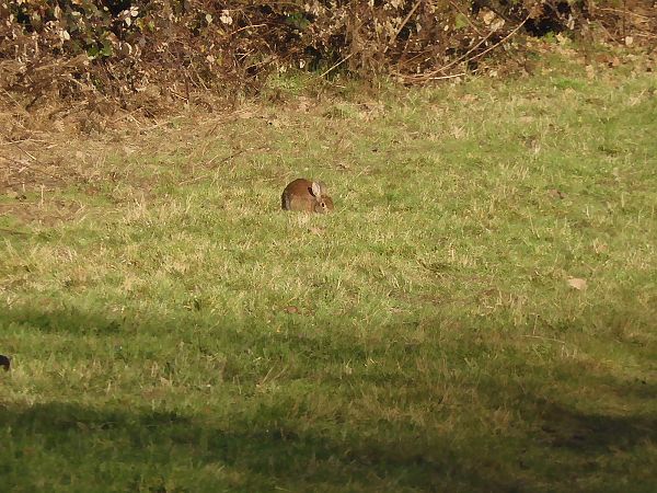 Silvilago  - Maria Rita Gelso