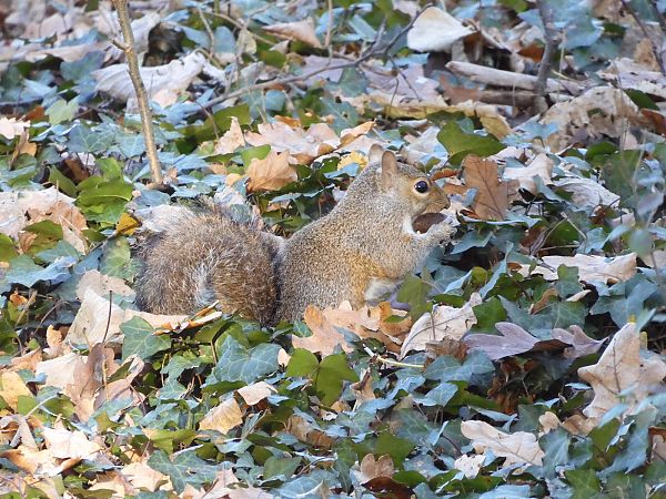 Scoiattolo grigio  - Maria Rita Gelso