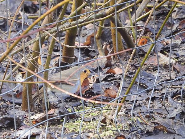 Pettirosso  - Maria Rita Gelso