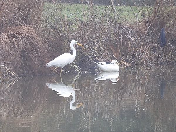 Airone bianco  - Maria Rita Gelso