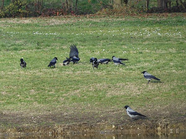 Cornacchia grigia  - Maria Rita Gelso