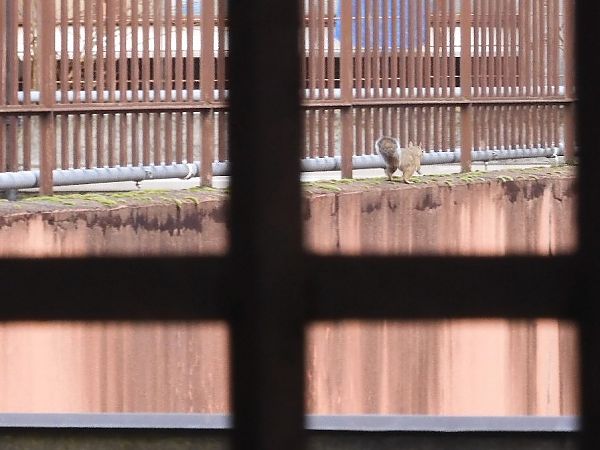 Scoiattolo grigio  - Maria Rita Gelso