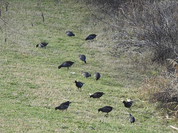 Teichhuhn  - Maria Rita Gelso