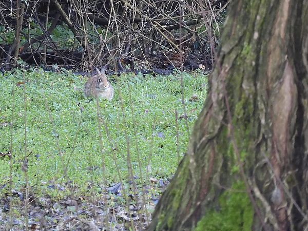 Silvilago  - Maria Rita Gelso