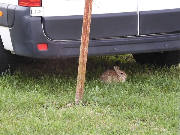 Silvilago  - Maria Rita Gelso