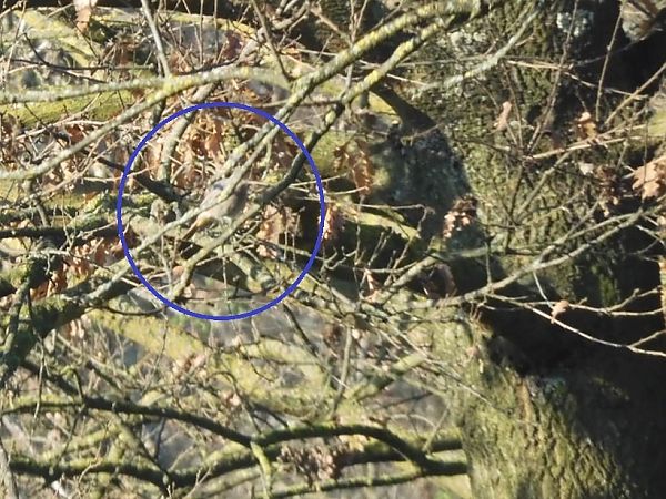 Codirosso spazzacamino  - Maria Rita Gelso