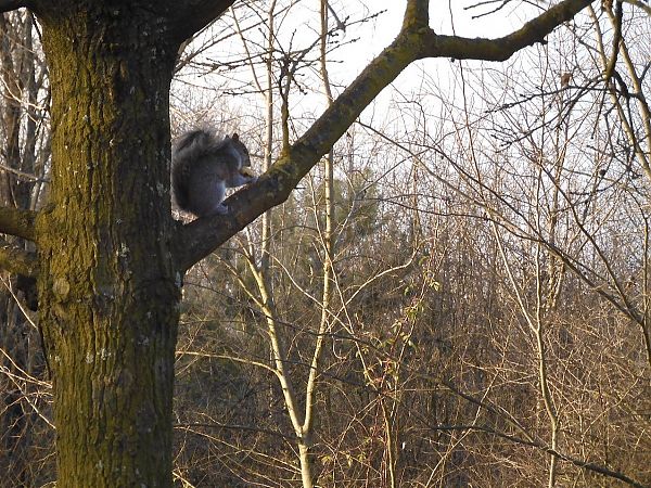 Scoiattolo grigio  - Maria Rita Gelso