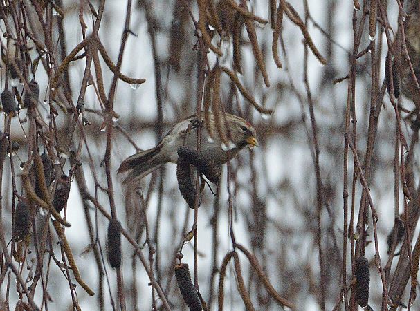 Organetto minore  - Alessandro Pavesi