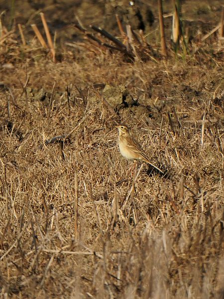 Calandro maggiore  - Nicola Bonassin