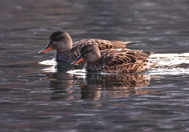 Canapiglia  - Horand Maier