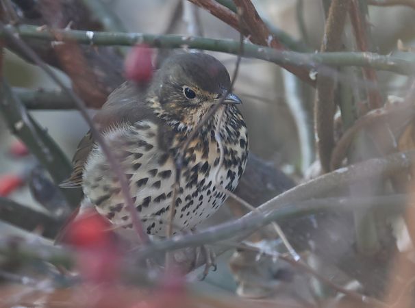 Tordo bottaccio  - Horand Maier