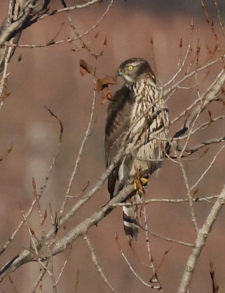 Astore  - Horand Maier