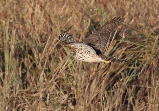 Astore  - Horand Maier