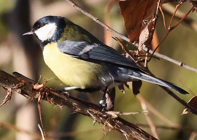 Cinciallegra  - Horand Maier