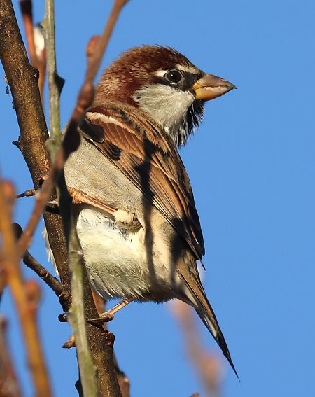 Passera d'Italia  - Horand Maier