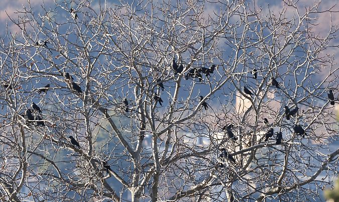 Taccola  - Horand Maier