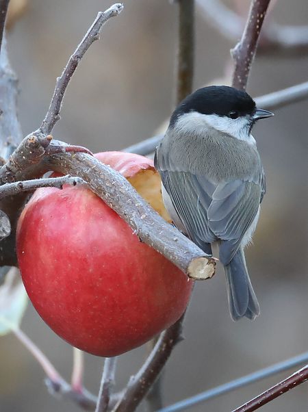 Cincia bigia  - Horand Maier