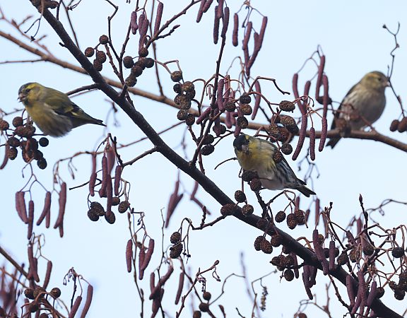 Lucherino  - Horand Maier